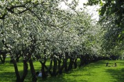 Вознесенский яблоневый сад