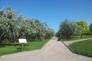 Вознесенский яблоневый сад